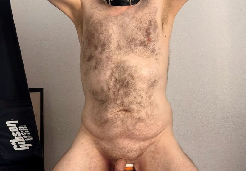 swiss pig